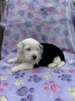 Snowball blue eyes, a female Toy Australian Shepherd and Miniature Bernedoodle for sale in Honolulu, HI – Photo 5 of 7