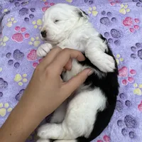 Snowball blue eyes, a female Toy Australian Shepherd and Miniature Bernedoodle for sale in Honolulu, HI – Photo 6 of 7