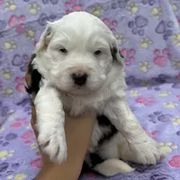 Snowball blue eyes, a female Toy Australian Shepherd and Miniature Bernedoodle for sale in Honolulu, HI – Photo 2 of 7