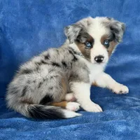 Makani, a male Toy Australian Shepherd for sale in Honolulu, HI – 3 of 5