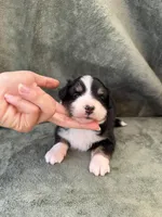 Bella , a female Toy Australian Shepherd for sale in Honolulu, HI – 2 of 6
