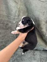 Bella , a female Toy Australian Shepherd for sale in Honolulu, HI – 5 of 6