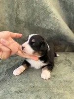 Bella , a female Toy Australian Shepherd for sale in Honolulu, HI – 4 of 6