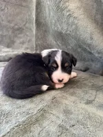Bella , a female Toy Australian Shepherd for sale in Honolulu, HI – 6 of 6