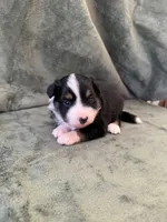 Bella , a female Toy Australian Shepherd for sale in Honolulu, HI – 3 of 6