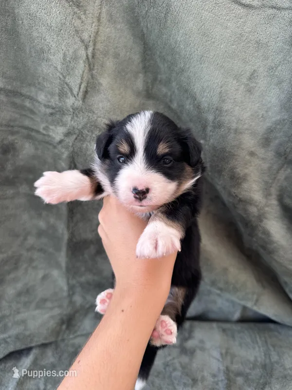 Bella  – Toy Australian Shepherd puppy for sale in Honolulu, HI