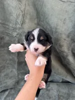 Bella , a female Toy Australian Shepherd for sale in Honolulu, HI – 1 of 6
