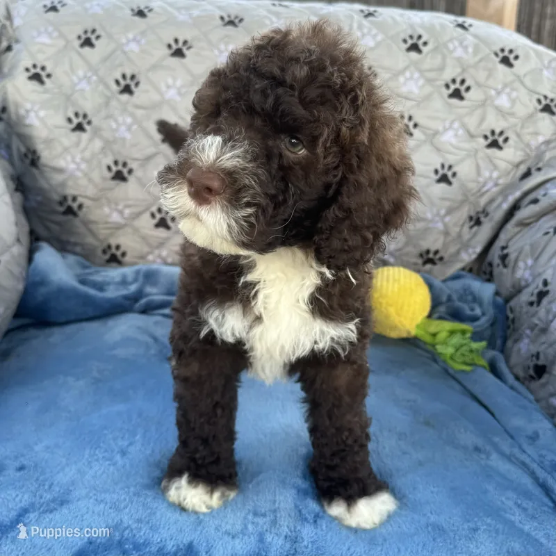 Momi  – Portuguese Water Dog puppy for sale in Honolulu, HI