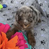 Maya blue Merle , a female Bernedoodle for sale in Honolulu, HI – 4 of 5
