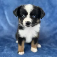Neha Guardian home, a female Toy Australian Shepherd for sale in Honolulu, HI – 5 of 5