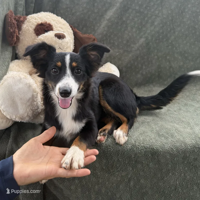 Tessa – Toy Australian Shepherd puppy for sale in Honolulu, HI