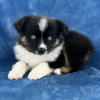 Milu, a male Toy Australian Shepherd for sale in Honolulu, HI – 2 of 4