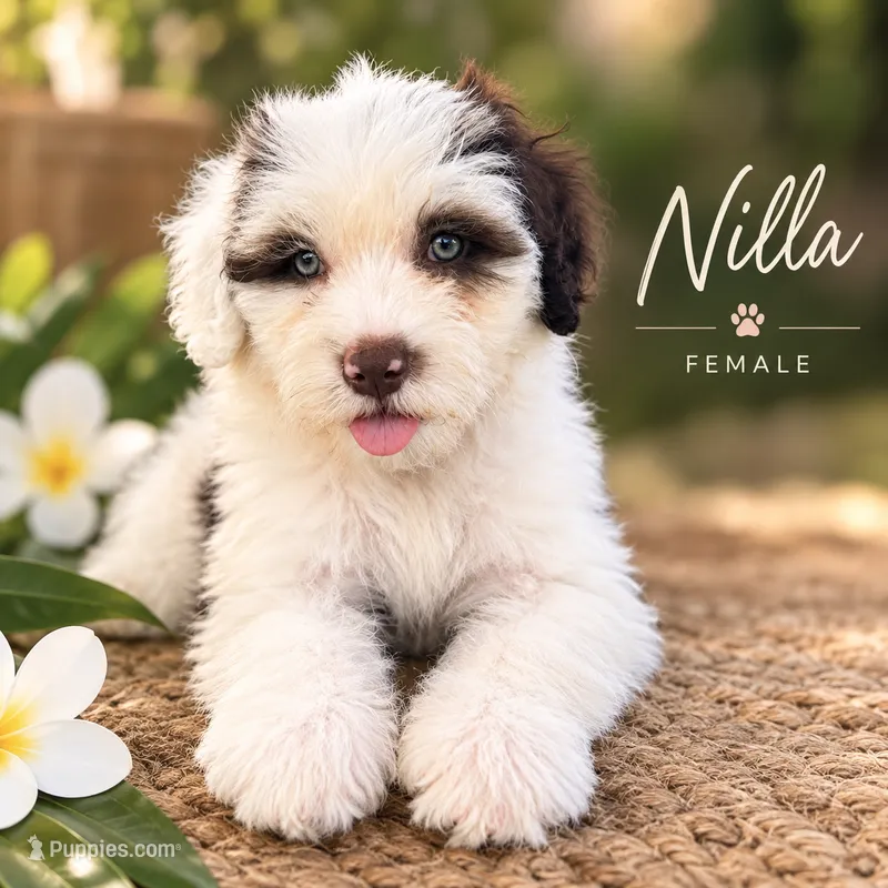 Nilla – Portuguese Water Dog puppy for sale in Honolulu, HI