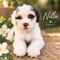 Nilla, a female Portuguese Water Dog for sale in Honolulu, HI – 1 of 4