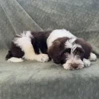 AKC Nixon, a male Portuguese Water Dog for sale in Honolulu, HI – 3 of 7