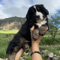 Buddy, a male Toy Australian Shepherd and Miniature Bernedoodle for sale in Honolulu, HI – Photo 3 of 10
