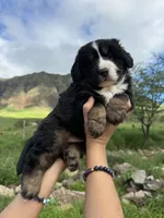 Buddy, a male Toy Australian Shepherd and Miniature Bernedoodle for sale in Honolulu, HI – Photo 3 of 10