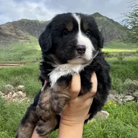 Buddy, a male Toy Australian Shepherd and Miniature Bernedoodle for sale in Honolulu, HI – Photo 2 of 10