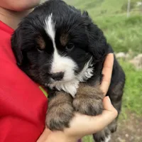 Buddy, a male Toy Australian Shepherd and Miniature Bernedoodle for sale in Honolulu, HI – Photo 5 of 10