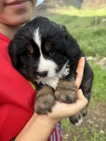 Buddy, a male Toy Australian Shepherd and Miniature Bernedoodle for sale in Honolulu, HI – Photo 5 of 10