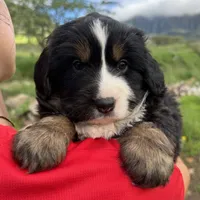 Buddy, a male Toy Australian Shepherd and Miniature Bernedoodle for sale in Honolulu, HI – Photo 1 of 10