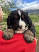 Buddy, a male Toy Australian Shepherd and Miniature Bernedoodle for sale in Honolulu, HI – Photo 1 of 10