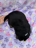 Buddy, a male Toy Australian Shepherd and Miniature Bernedoodle for sale in Honolulu, HI – Photo 9 of 10