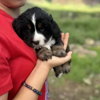 Buddy, a male Toy Australian Shepherd and Miniature Bernedoodle for sale in Honolulu, HI – Photo 4 of 10