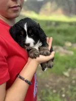 Buddy, a male Toy Australian Shepherd and Miniature Bernedoodle for sale in Honolulu, HI – Photo 4 of 10