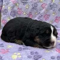 Buddy, a male Toy Australian Shepherd and Miniature Bernedoodle for sale in Honolulu, HI – Photo 8 of 10