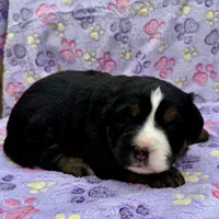Buddy, a male Toy Australian Shepherd and Miniature Bernedoodle for sale in Honolulu, HI – Photo 7 of 10
