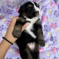 Buddy, a male Toy Australian Shepherd and Miniature Bernedoodle for sale in Honolulu, HI – Photo 6 of 10