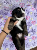 Buddy, a male Toy Australian Shepherd and Miniature Bernedoodle for sale in Honolulu, HI – Photo 6 of 10