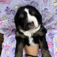 Buddy, a male Toy Australian Shepherd and Miniature Bernedoodle for sale in Honolulu, HI – Photo 10 of 10