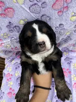 Buddy, a male Toy Australian Shepherd and Miniature Bernedoodle for sale in Honolulu, HI – Photo 10 of 10