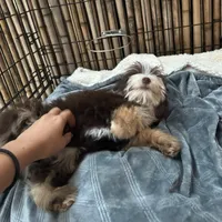 Mickey 8lbs full grown, a male Aussiedoodle for sale in Honolulu, HI – Photo 5 of 10