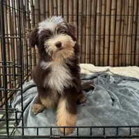 Mickey 8lbs full grown, a male Aussiedoodle for sale in Honolulu, HI – Photo 8 of 10