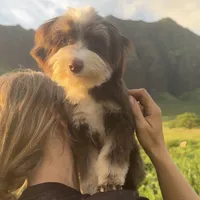 Mickey 8lbs full grown, a male Aussiedoodle for sale in Honolulu, HI – Photo 1 of 10