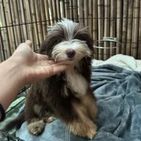 Mickey 8lbs full grown, a male Aussiedoodle for sale in Honolulu, HI – Photo 4 of 10