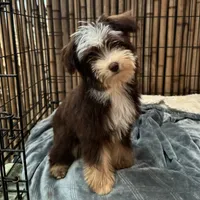 Mickey 8lbs full grown, a male Aussiedoodle for sale in Honolulu, HI – Photo 3 of 10
