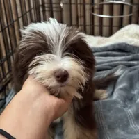 Mickey 8lbs full grown, a male Aussiedoodle for sale in Honolulu, HI – Photo 9 of 10