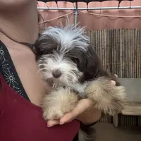 Mickey 8lbs full grown, a male Aussiedoodle for sale in Honolulu, HI – Photo 7 of 10
