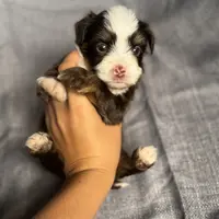 Mickey 8lbs full grown, a male Aussiedoodle for sale in Honolulu, HI – Photo 10 of 10