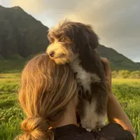 Mickey 8lbs full grown, a male Aussiedoodle for sale in Honolulu, HI – Photo 2 of 10