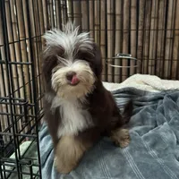 Mickey 8lbs full grown, a male Aussiedoodle for sale in Honolulu, HI – Photo 6 of 10