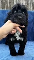 Kai, a male Portuguese Water Dog for sale in Honolulu, HI – 3 of 5