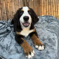 Freckles, a female Bernese Mountain Dog for sale in Honolulu, HI – Photo 6 of 7