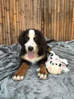 Freckles, a female Bernese Mountain Dog for sale in Honolulu, HI – Photo 5 of 7