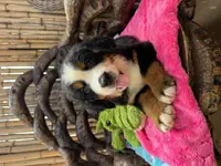 Freckles, a female Bernese Mountain Dog for sale in Honolulu, HI – Photo 2 of 7