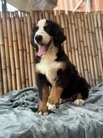 Freckles, a female Bernese Mountain Dog for sale in Honolulu, HI – Photo 4 of 7